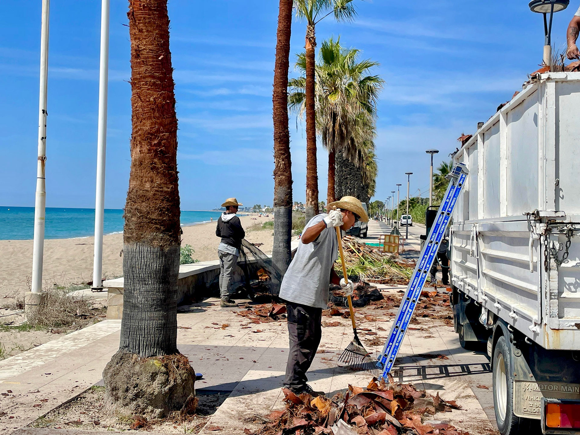L’Ajuntament inicia la poda de 547 palmeres washingtònia L’Ajuntament inicia la poda de 547 palmeres washingtònia