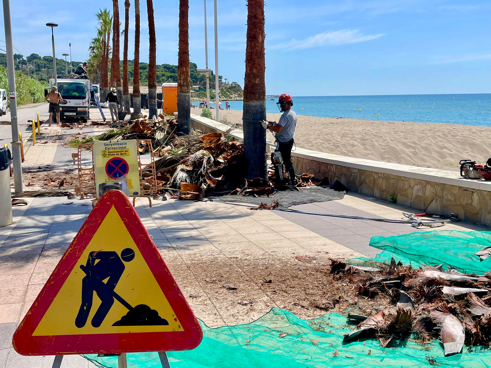 L’Ajuntament inicia la poda de 547 palmeres washingtònia L’Ajuntament inicia la poda de 547 palmeres washingtònia